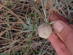 Rhopalomyia pomum