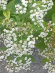 Ageratina altissima