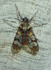 Hyaleucerea vulnerata