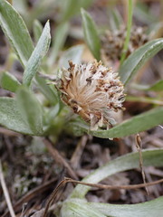 Antennaria dimorpha