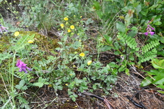 Potentilla arenosa