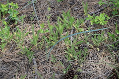 Calochortus macrocarpus