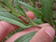 Penstemon confertus