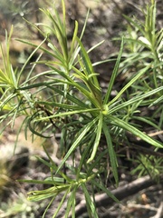 Cassinia longifolia