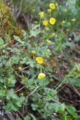 Potentilla arenosa
