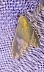 Phaegopterina