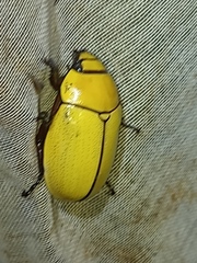 Macropoides crassipes