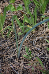Calochortus macrocarpus