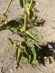 Asclepias erosa