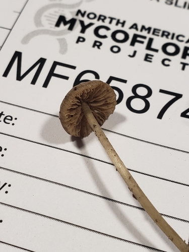 Entoloma setastipes image