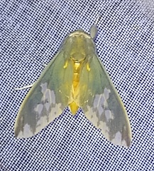Castrica phalaenoides