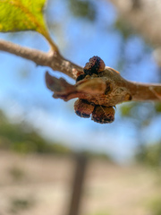 Disholcaspis eldoradensis
