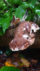 Fomitopsis betulina