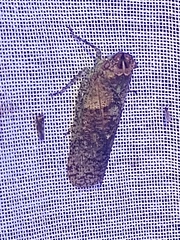 Fulgoridae