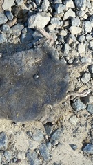 Blarina carolinensis