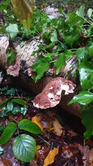Fomitopsis betulina