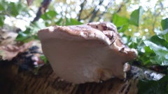 Fomitopsis betulina