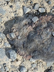 Blarina carolinensis