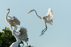 Ardea alba