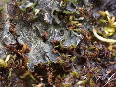 Leptochidium albociliatum