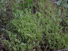 Nemophila breviflora
