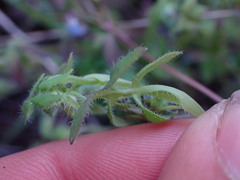 Nemophila breviflora