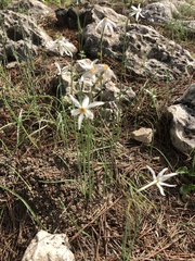 Narcissus deficiens