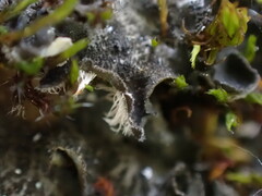 Leptochidium albociliatum