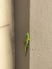 Phelsuma laticauda laticauda
