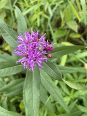 Vernonia fasciculata