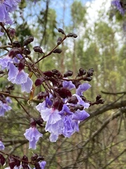 Bowdichia virgilioides