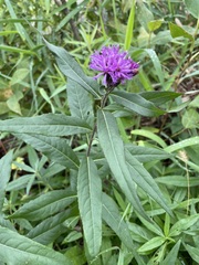 Vernonia fasciculata