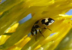 Hippodamia parenthesis