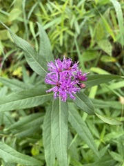 Vernonia fasciculata