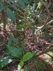 Calanthe triplicata
