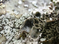 Leptochidium albociliatum