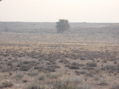 Aptosimum spinescens