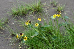 Caltha arctica