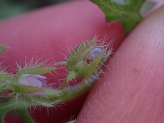 Nemophila breviflora