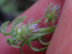 Nemophila breviflora