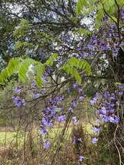 Bowdichia virgilioides