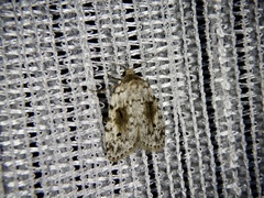 Aemene obscura