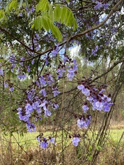 Bowdichia virgilioides