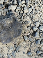 Blarina carolinensis