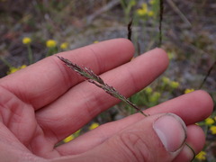 Poa secunda