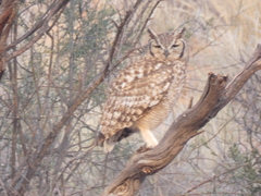 Bubo africanus africanus