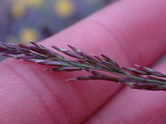 Poa secunda