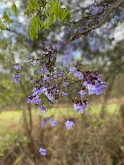 Bowdichia virgilioides