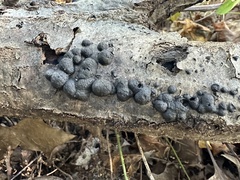 Annulohypoxylon annulatum