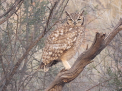 Bubo africanus africanus